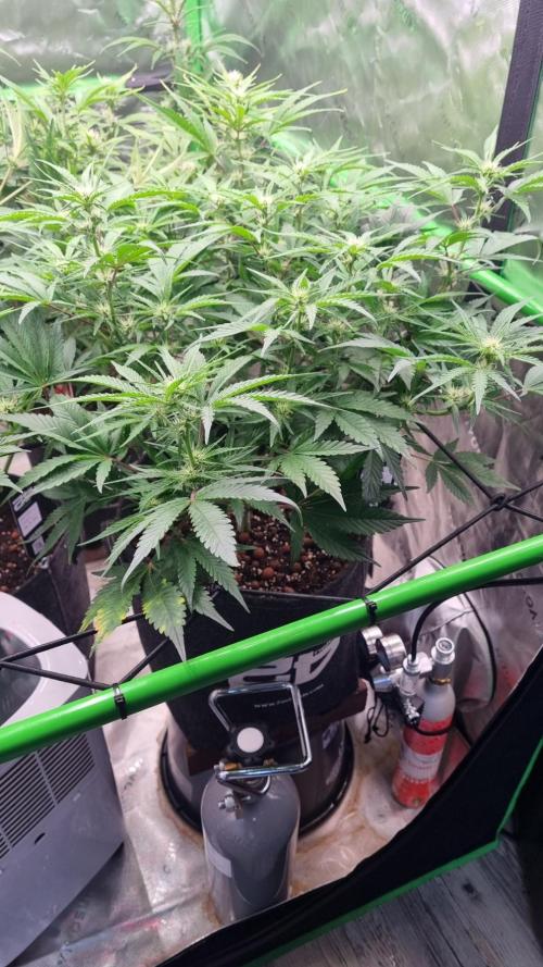Guava Runtz Automatic. Week 7