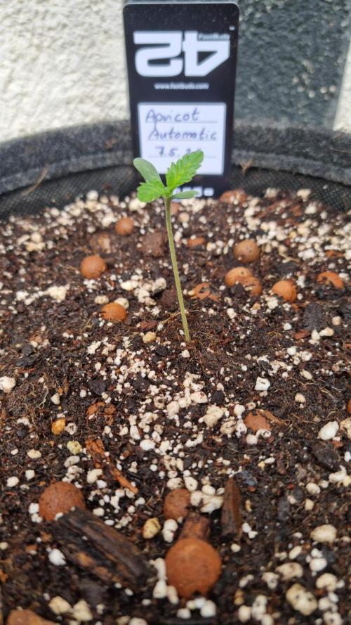 OUTDOOR Apricot Automatic FastBuds. Week 1