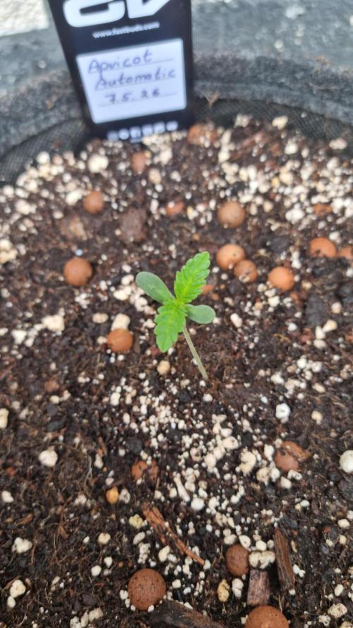OUTDOOR Apricot Automatic FastBuds. Week 1