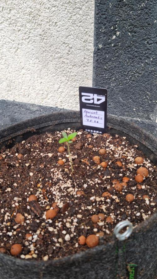 Apricot Auto. Week 1