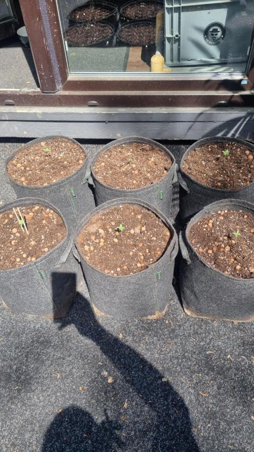 Outdoor Lemon Cherry Cookies Automatic. Week 1