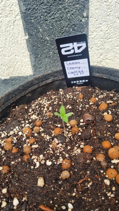 Outdoor Lemon Cherry Cookies Automatic. Week 1