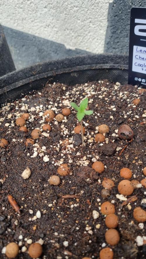 Outdoor Lemon Cherry Cookies Automatic. Week 1