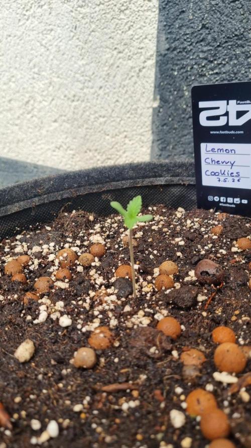Outdoor Lemon Cherry Cookies Automatic. Week 1