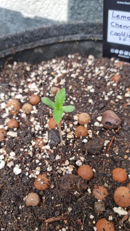 Outdoor Lemon Cherry Cookies Automatic. Week 1