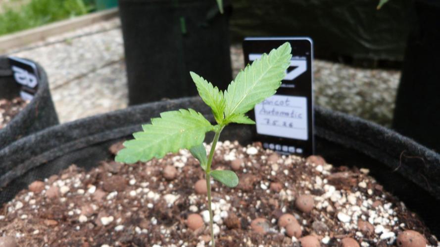OUTDOOR Apricot Automatic FastBuds. Week 2