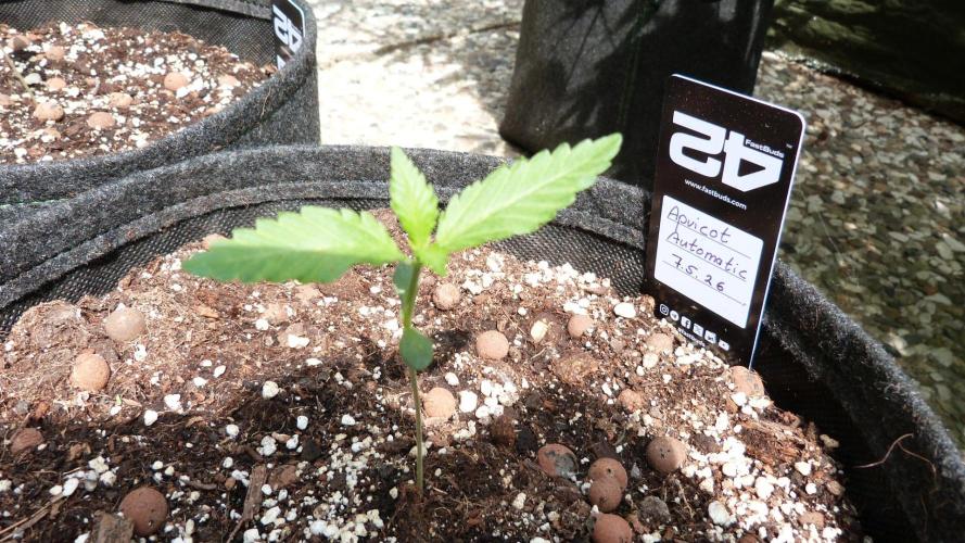 OUTDOOR Apricot Automatic FastBuds. Week 2