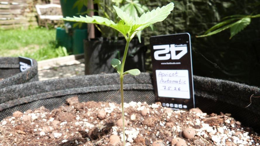 OUTDOOR Apricot Automatic FastBuds. Week 2