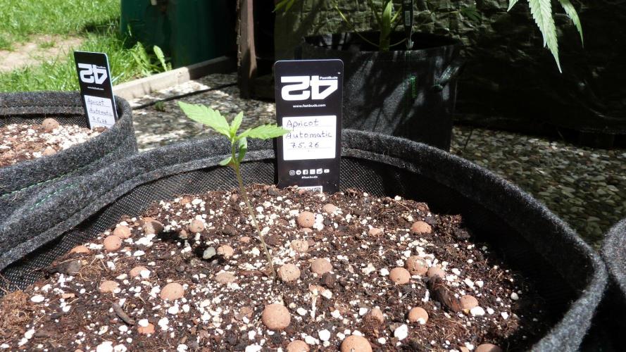 OUTDOOR Apricot Automatic FastBuds. Week 2