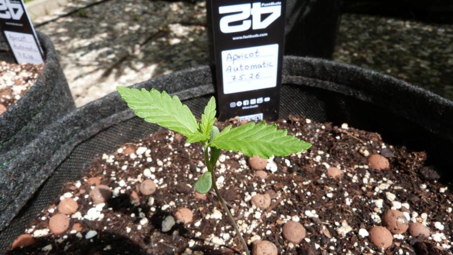 OUTDOOR Apricot Automatic FastBuds. Week 2