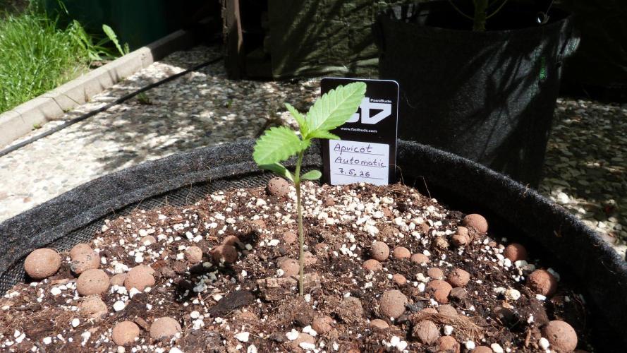 OUTDOOR Apricot Automatic FastBuds. Week 2