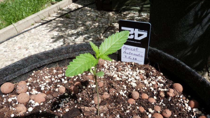 OUTDOOR Apricot Automatic FastBuds. Week 2