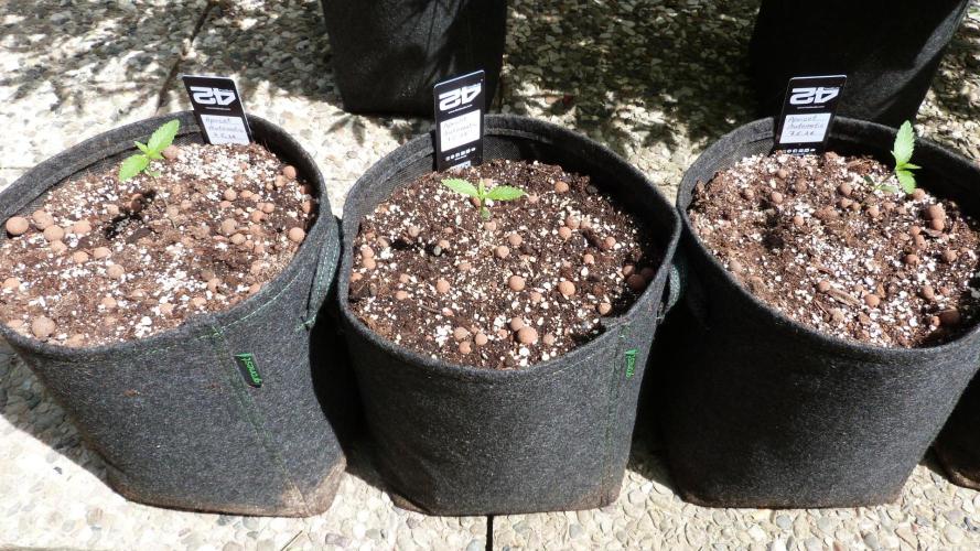 OUTDOOR Apricot Automatic FastBuds. Week 2