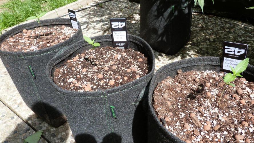 OUTDOOR Apricot Automatic FastBuds. Week 2
