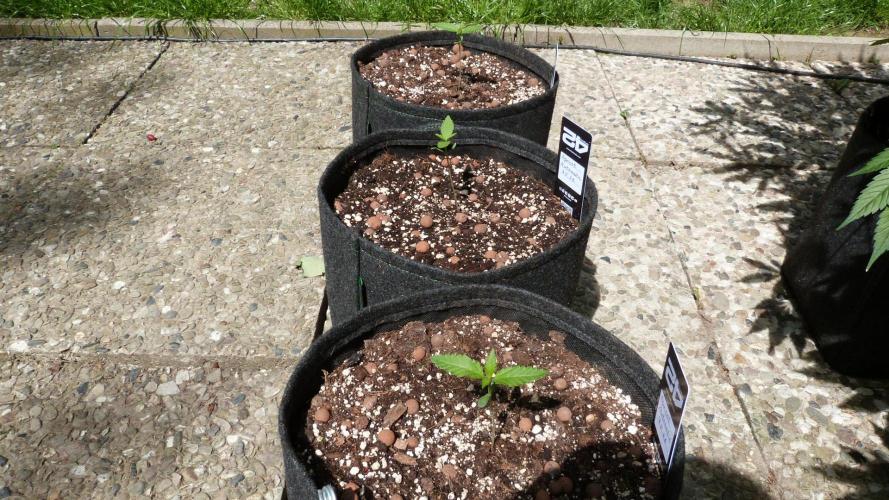 OUTDOOR Apricot Automatic FastBuds. Week 2