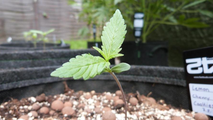 Outdoor Lemon Cherry Cookies Automatic. Week 2