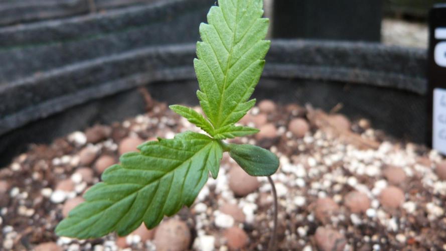 Outdoor Lemon Cherry Cookies Automatic. Week 2