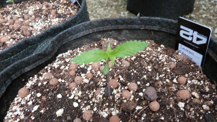 Outdoor Lemon Cherry Cookies Automatic. Week 2