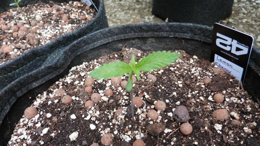Outdoor Lemon Cherry Cookies Automatic. Week 2