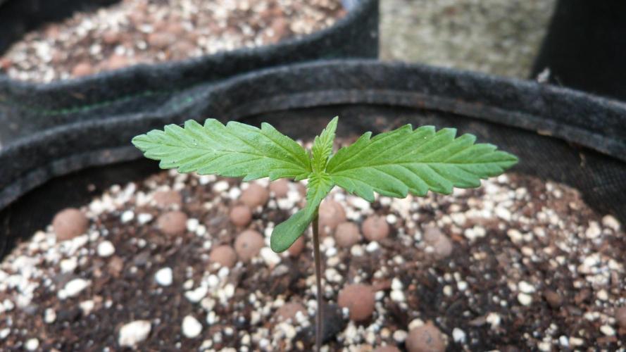 Outdoor Lemon Cherry Cookies Automatic. Week 2