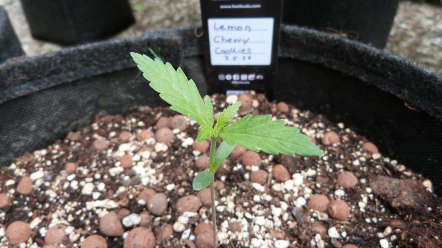Outdoor Lemon Cherry Cookies Automatic. Week 2