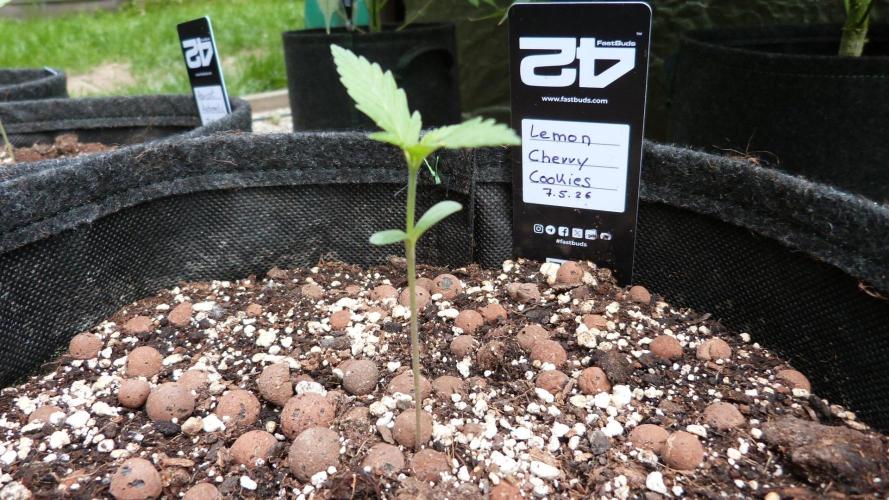 Outdoor Lemon Cherry Cookies Automatic. Week 2
