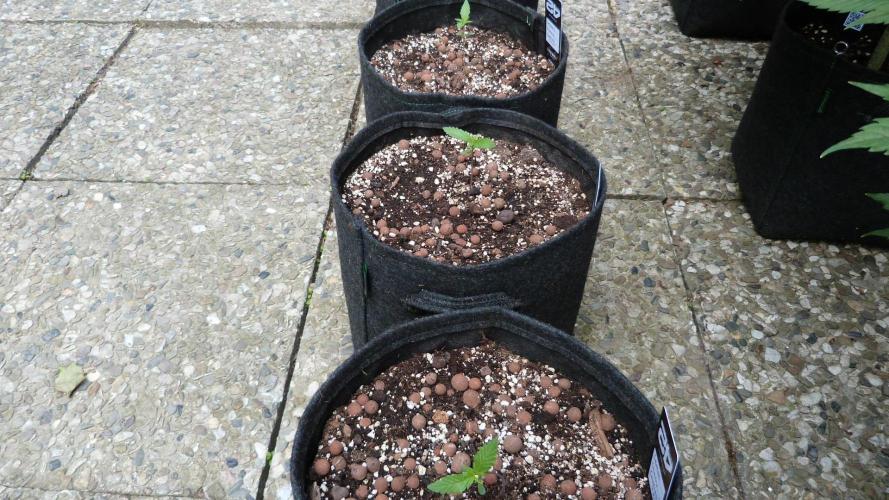 Outdoor Lemon Cherry Cookies Automatic. Week 2