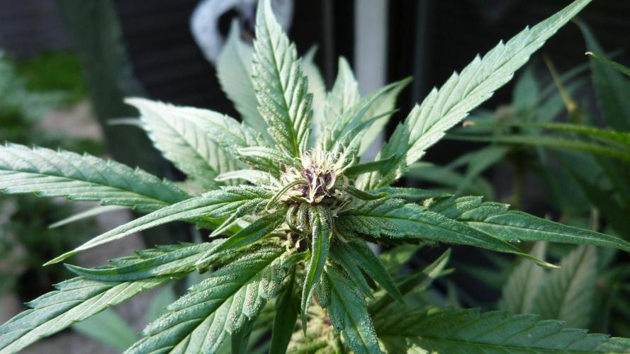 Strawberry Gorilla RF3 AUTOMATIC. Week 8