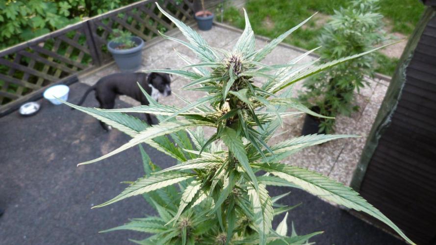 Strawberry Gorilla RF3 AUTOMATIC. Week 8