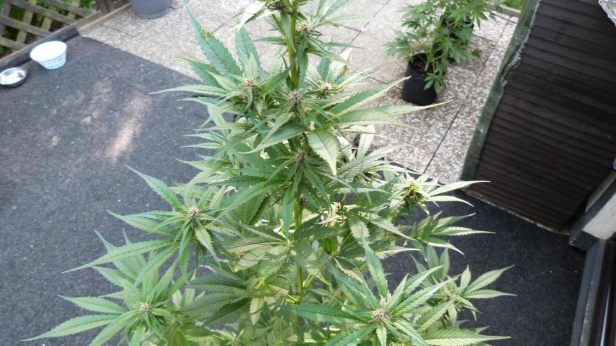 Strawberry Gorilla RF3 AUTOMATIC. Week 8