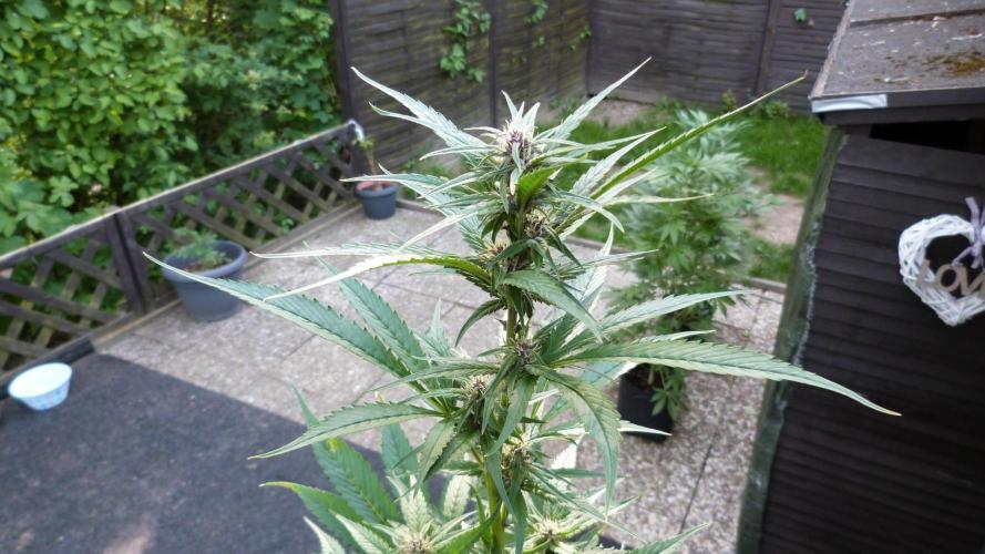 Strawberry Gorilla RF3 AUTOMATIC. Week 8