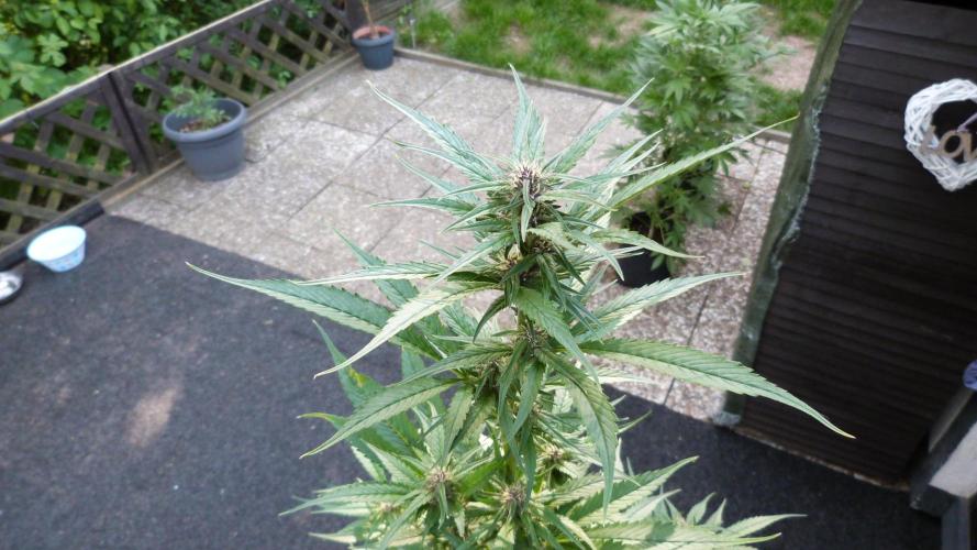 Strawberry Gorilla RF3 AUTOMATIC. Week 8