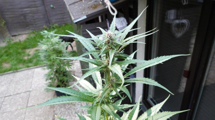 Strawberry Gorilla RF3 AUTOMATIC. Week 8