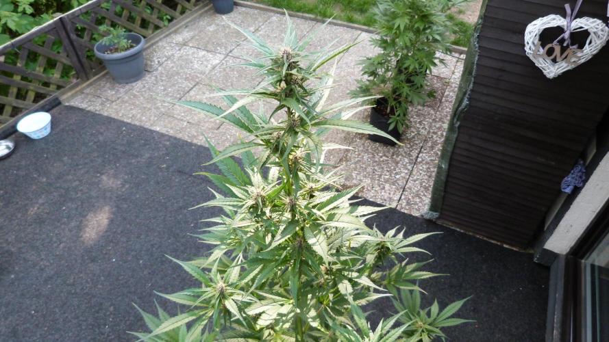 Strawberry Gorilla RF3 AUTOMATIC. Week 8