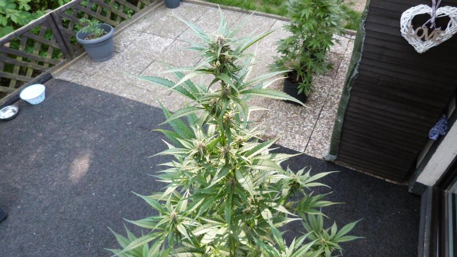 Strawberry Gorilla RF3 AUTOMATIC. Week 8