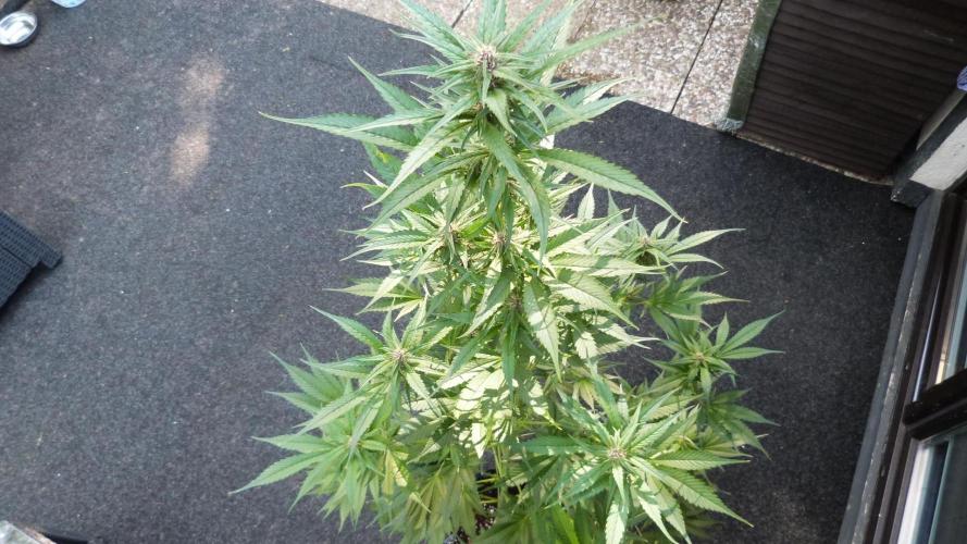 Strawberry Gorilla RF3 AUTOMATIC. Week 8