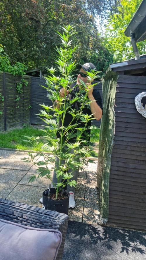 Strawberry Gorilla RF3 AUTOMATIC. Week 8
