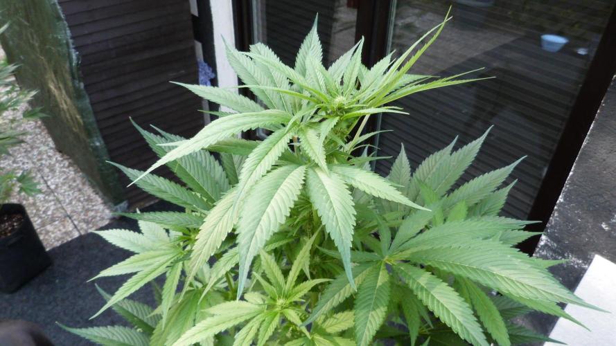 Strawberry Gorilla Automatic Fastbuds. Week 8