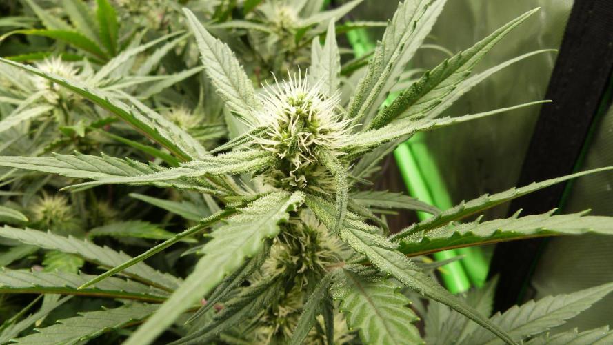 Guava Runtz Automatic. Week 8