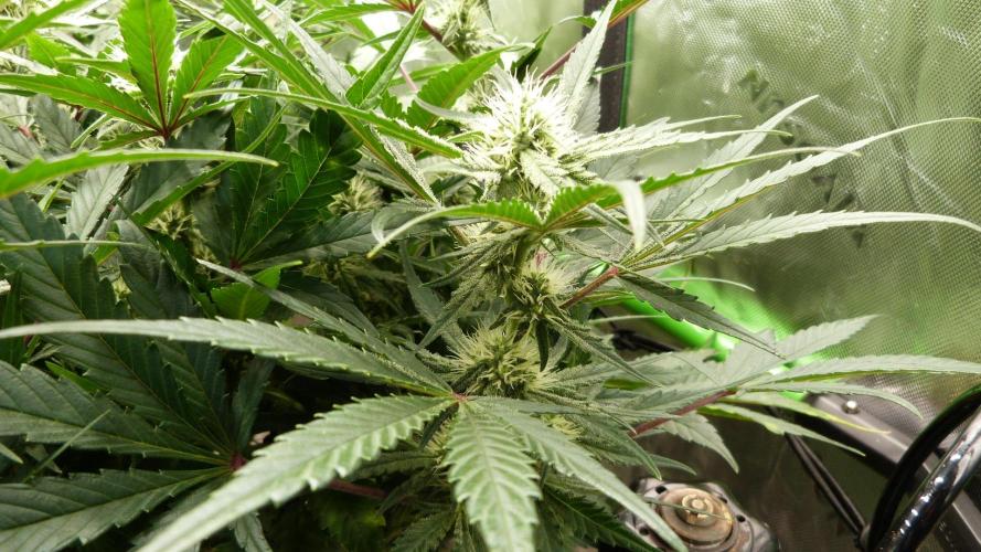 Guava Runtz Automatic. Week 8