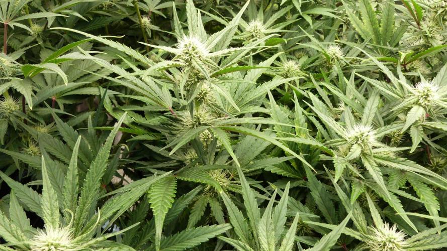 Guava Runtz Automatic. Week 8