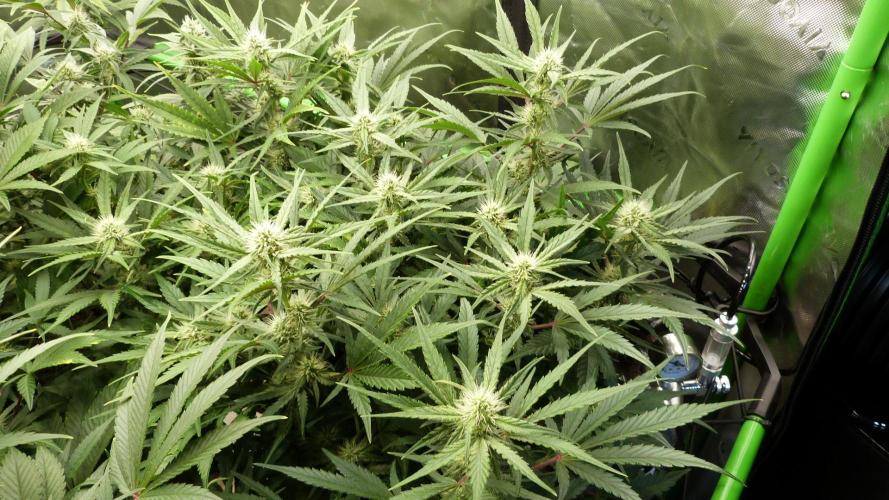 Guava Runtz Automatic. Week 8