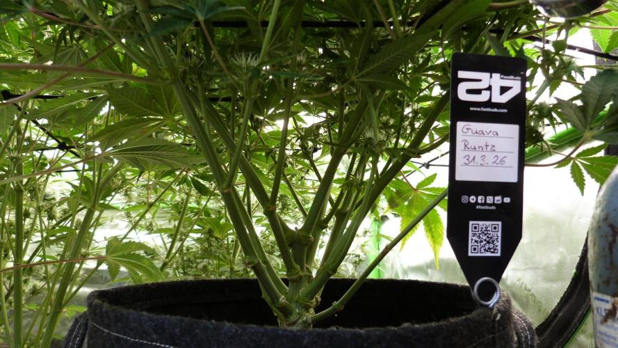 Guava Runtz Automatic. Week 8