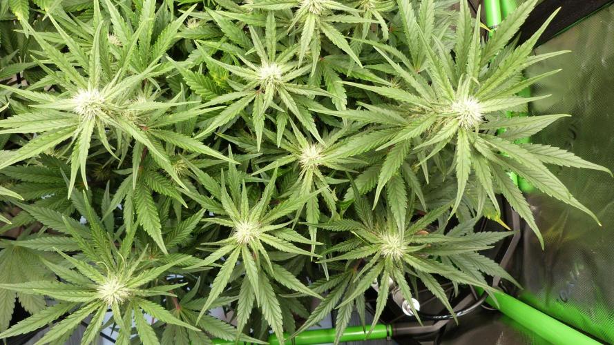 Guava Runtz Automatic. Week 8