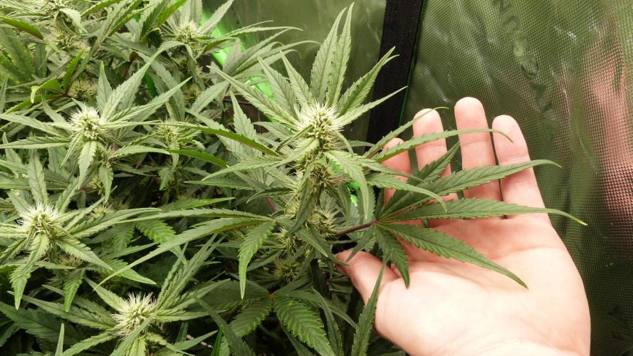 Guava Runtz Automatic. Week 8