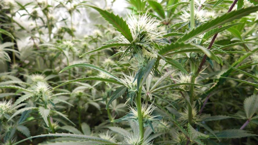 Guava Sundae Automatic. Week 8