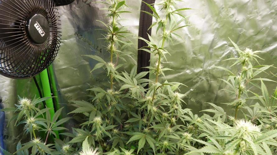 Guava Sundae Automatic. Week 8