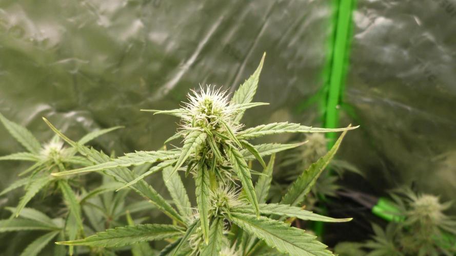 Guava Sundae Automatic. Week 8