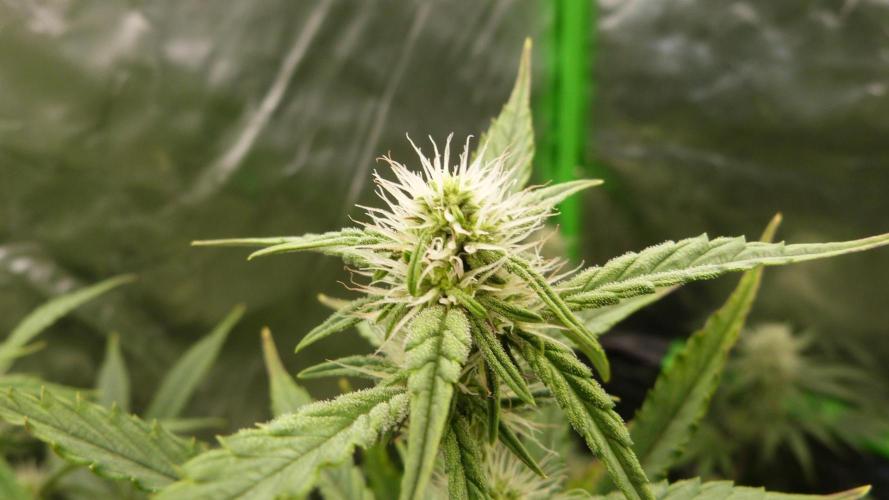 Guava Sundae Automatic. Week 8