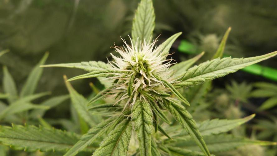 Guava Sundae Automatic. Week 8